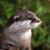Profile picture of Cyrus the Otter